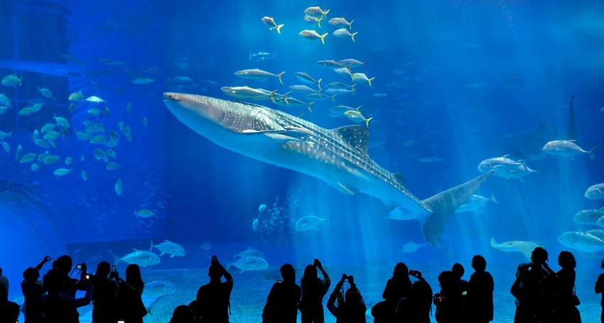 018R 美麗海水族館及購物之旅